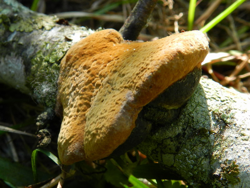 Phellinus sp.